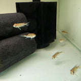 Cupid Cichlid - The Aquascape Shop