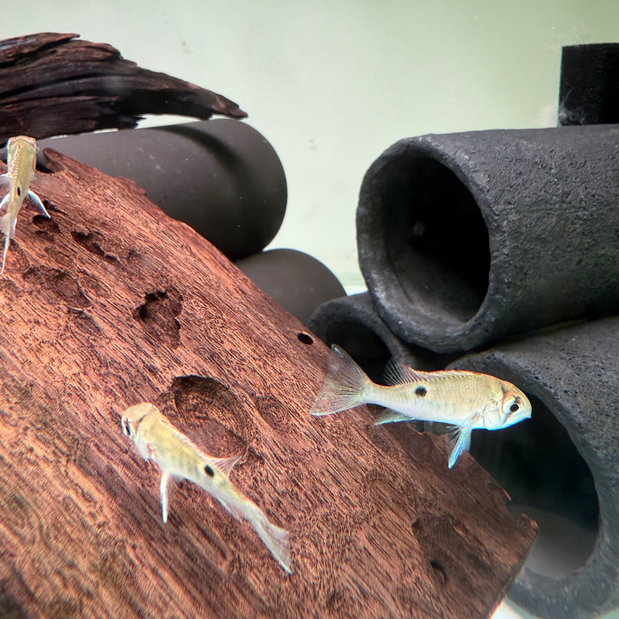 Cupid Cichlid - The Aquascape Shop