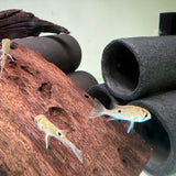 Cupid Cichlid - The Aquascape Shop