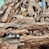 Dragon Driftwood - The Aquascape Shop