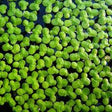 duckweed