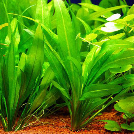 Echinodorus Amazonicus - The Aquascape Shop
