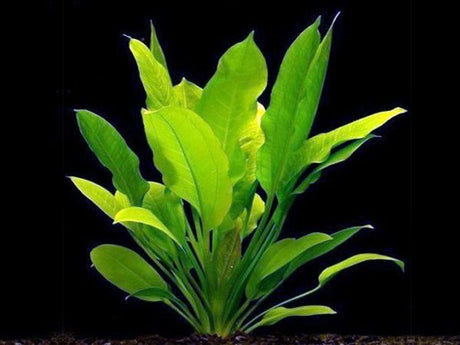 Echinodorus Argentinensis - The Aquascape Shop