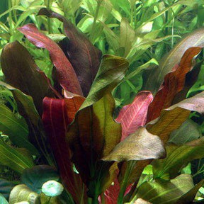 Echinodorus 'Barthii' (Osiris) - The Aquascape Shop