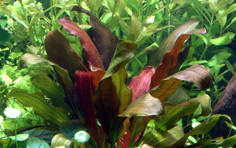 Echinodorus 'Barthii' (Osiris) - The Aquascape Shop