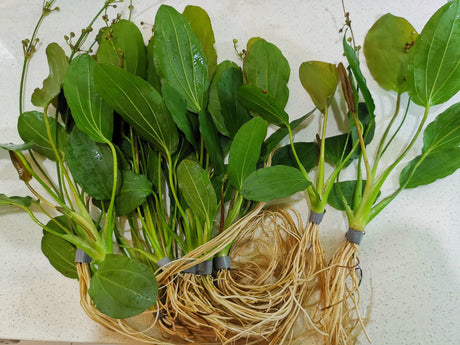 Echinodorus 'Barthii' (Osiris) - The Aquascape Shop