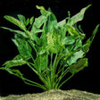 Echinodorus Cordifolius 'Marble Queen' (Rare) - The Aquascape Shop