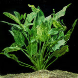 Echinodorus Cordifolius 'Marble Queen' (Rare) - The Aquascape Shop