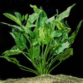 Echinodorus Cordifolius 'Marble Queen' (Rare) - The Aquascape Shop