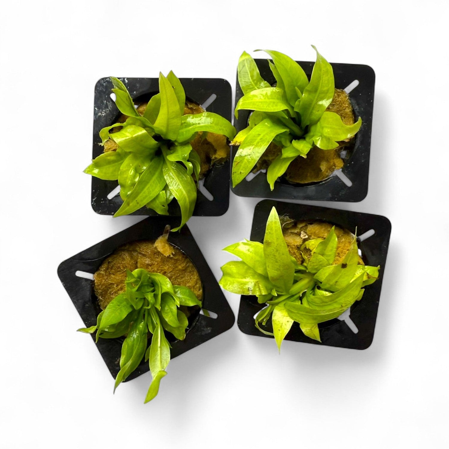plastic amazon sword plant Echinodorus Grisebachii Amazon Sword