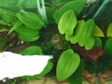 Echinodorus Horizontalis (Rare) - The Aquascape Shop