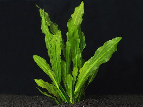 Echinodorus Martii 'Major' Tissue Culture - The Aquascape Shop