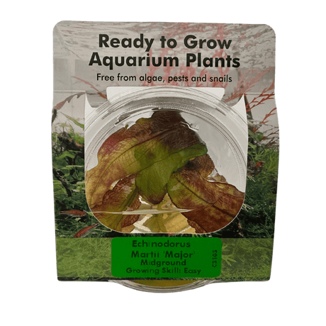 Echinodorus Martii 'Major' Tissue Culture - The Aquascape Shop