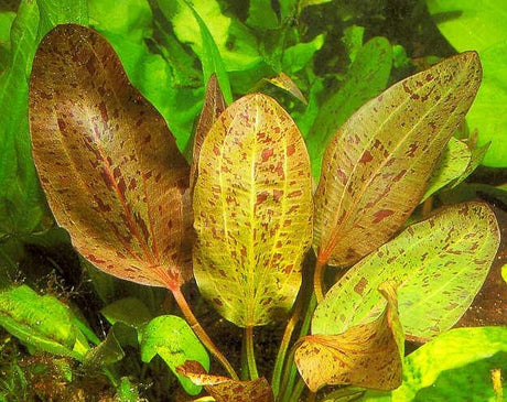Echinodorus 'Ozelot' (Rare) - The Aquascape Shop