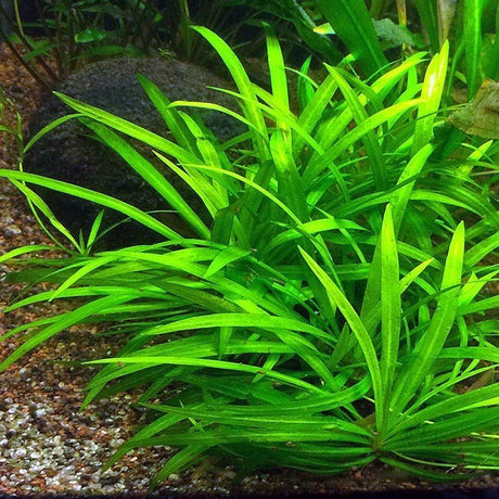 Echinodorus Tenellus Tissue Culture (Aquascaping Essentials) - The Aquascape Shop