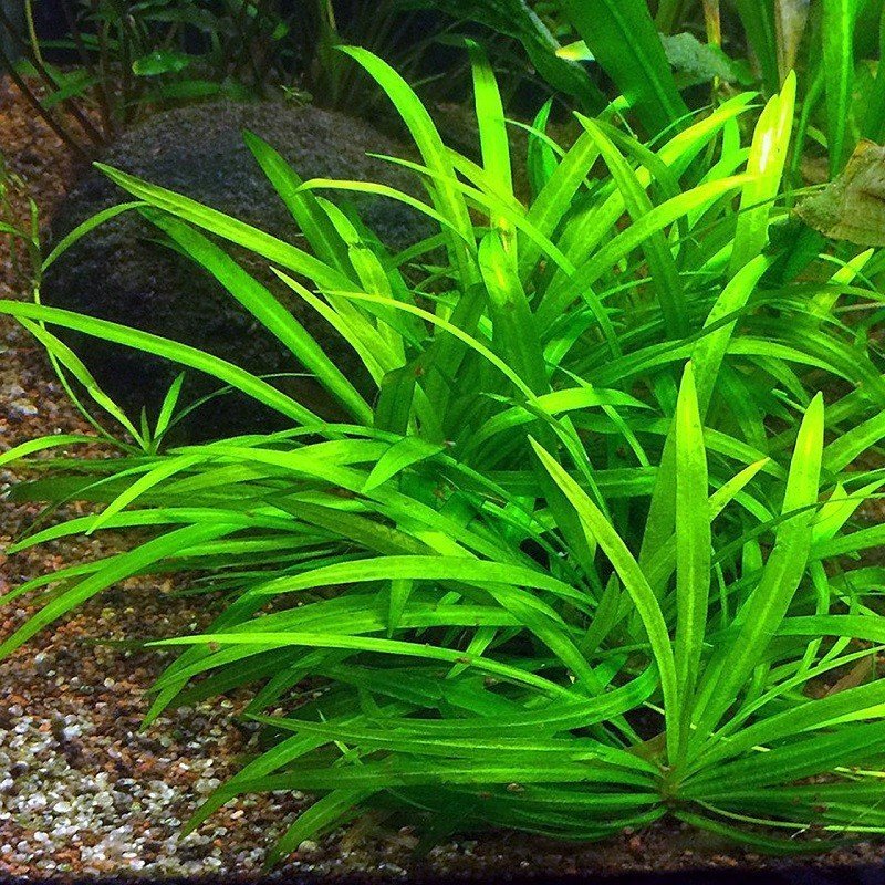Echinodorus Tenellus Tissue Culture (Aquascaping Essentials) - The Aquascape Shop