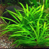 Echinodorus Tenellus Tissue Culture (Aquascaping Essentials) - The Aquascape Shop
