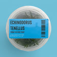 Echinodorus Tenellus Tissue Culture (Aquascaping Essentials) - The Aquascape Shop