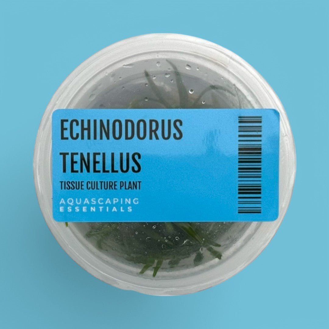 Echinodorus Tenellus Tissue Culture (Aquascaping Essentials) - The Aquascape Shop