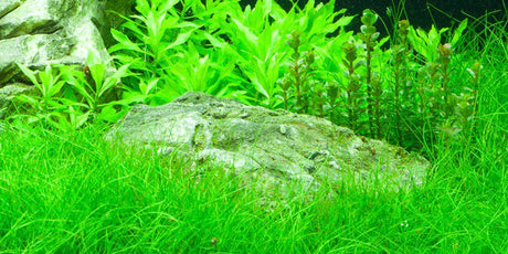 Eleocharis Acicularis - The Aquascape Shop