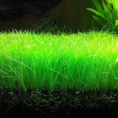 Eleocharis Acicularis - The Aquascape Shop