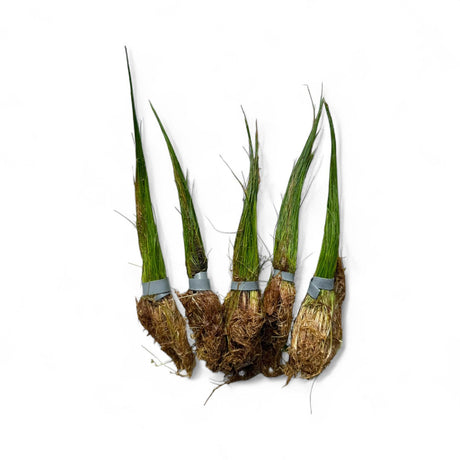 Eleocharis Acicularis (Hair Grass) - The Aquascape Shop
