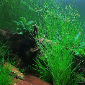 Eleocharis Vivipara (Umbrella Hair Grass) - The Aquascape Shop