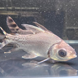 Flagtail Prochilodus - The Aquascape Shop