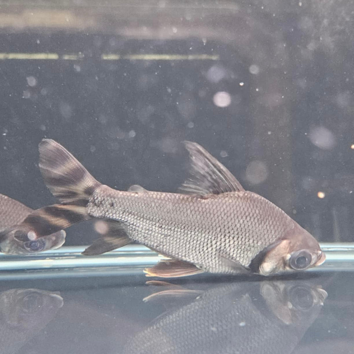 Flagtail Prochilodus - The Aquascape Shop