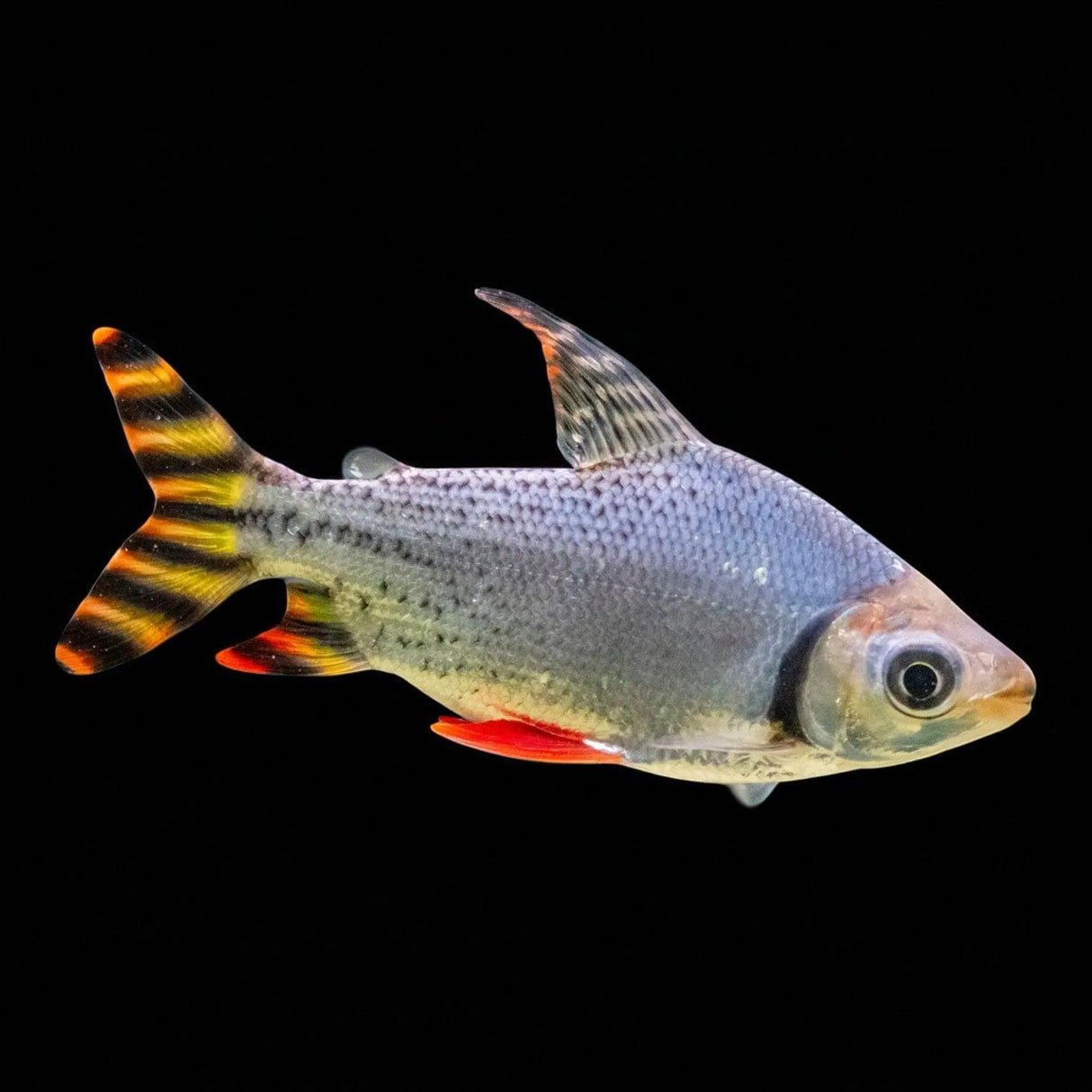 Flagtail Prochilodus - The Aquascape Shop