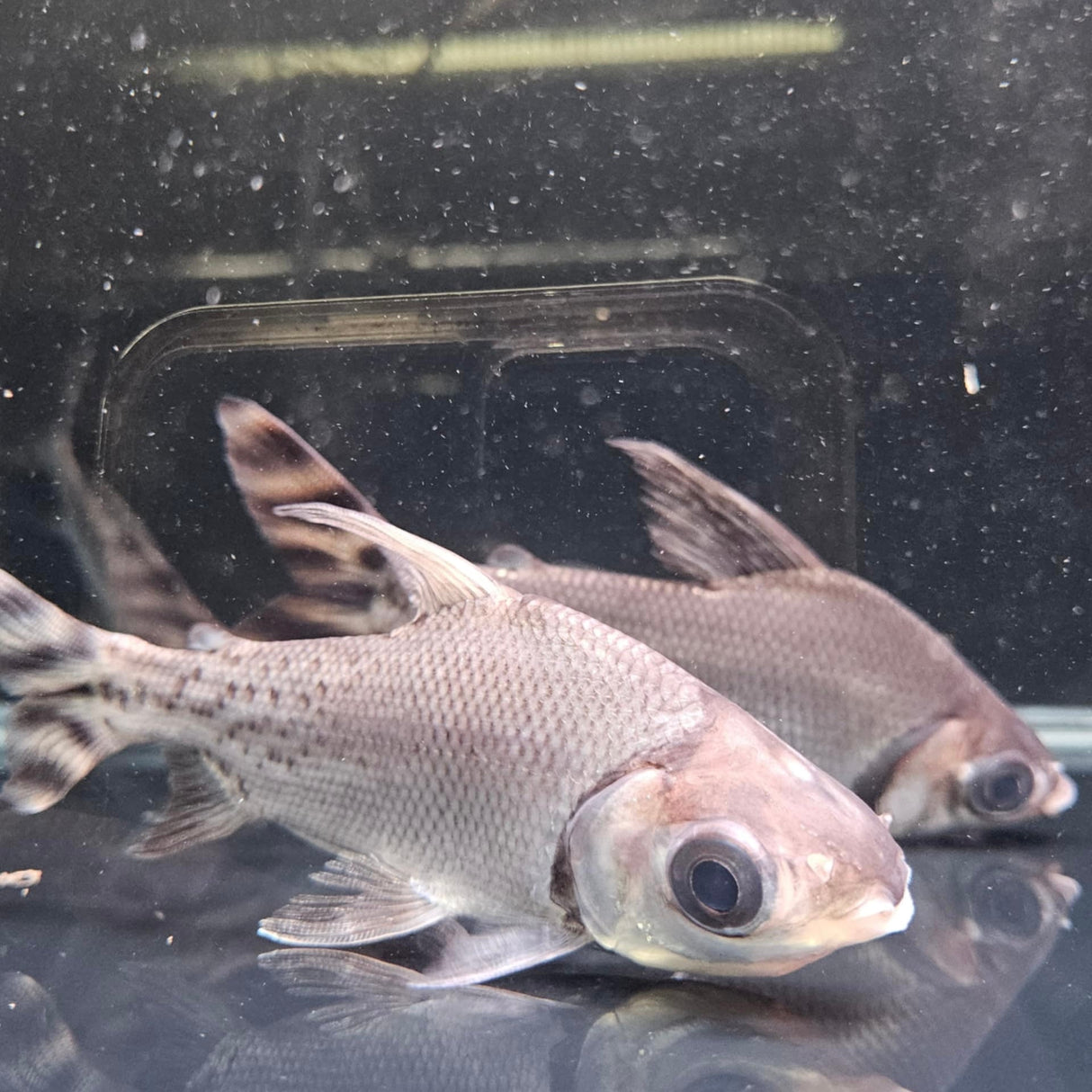 Flagtail Prochilodus - The Aquascape Shop