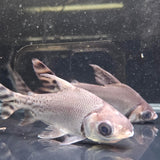 Flagtail Prochilodus - The Aquascape Shop