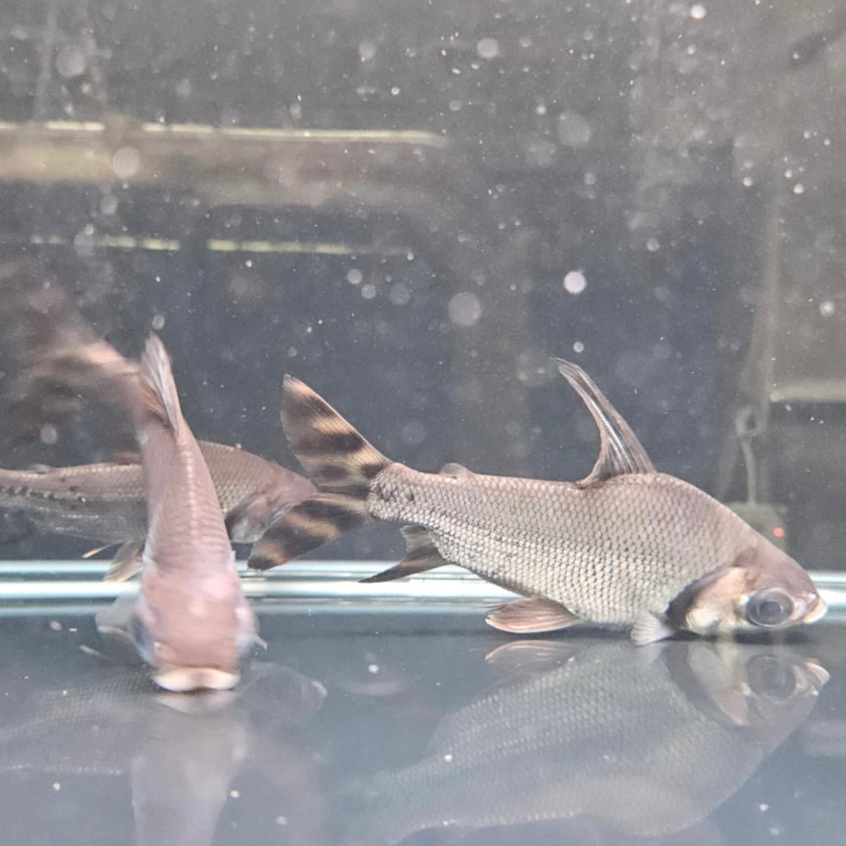 Flagtail Prochilodus - The Aquascape Shop