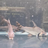 Flagtail Prochilodus - The Aquascape Shop