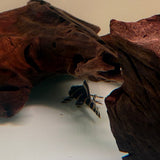 Flash Pleco (L204) - The Aquascape Shop