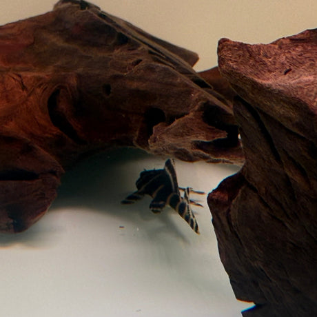 Flash Pleco (L204) - The Aquascape Shop