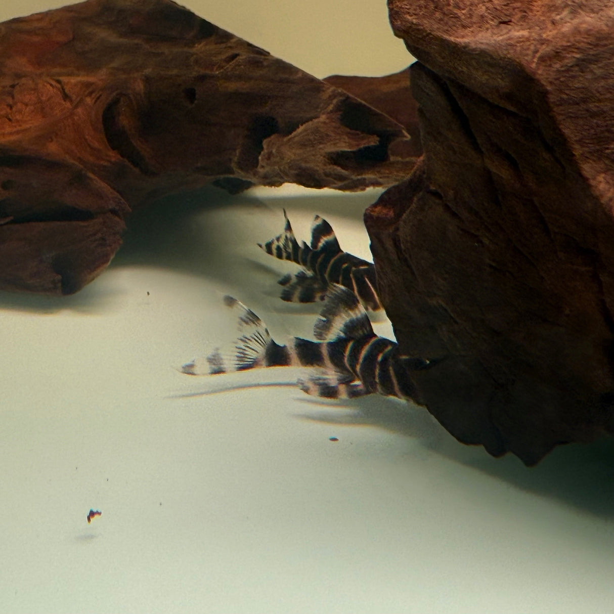 Flash Pleco (L204) - The Aquascape Shop
