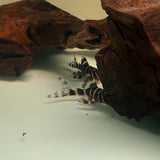 Flash Pleco (L204) - The Aquascape Shop