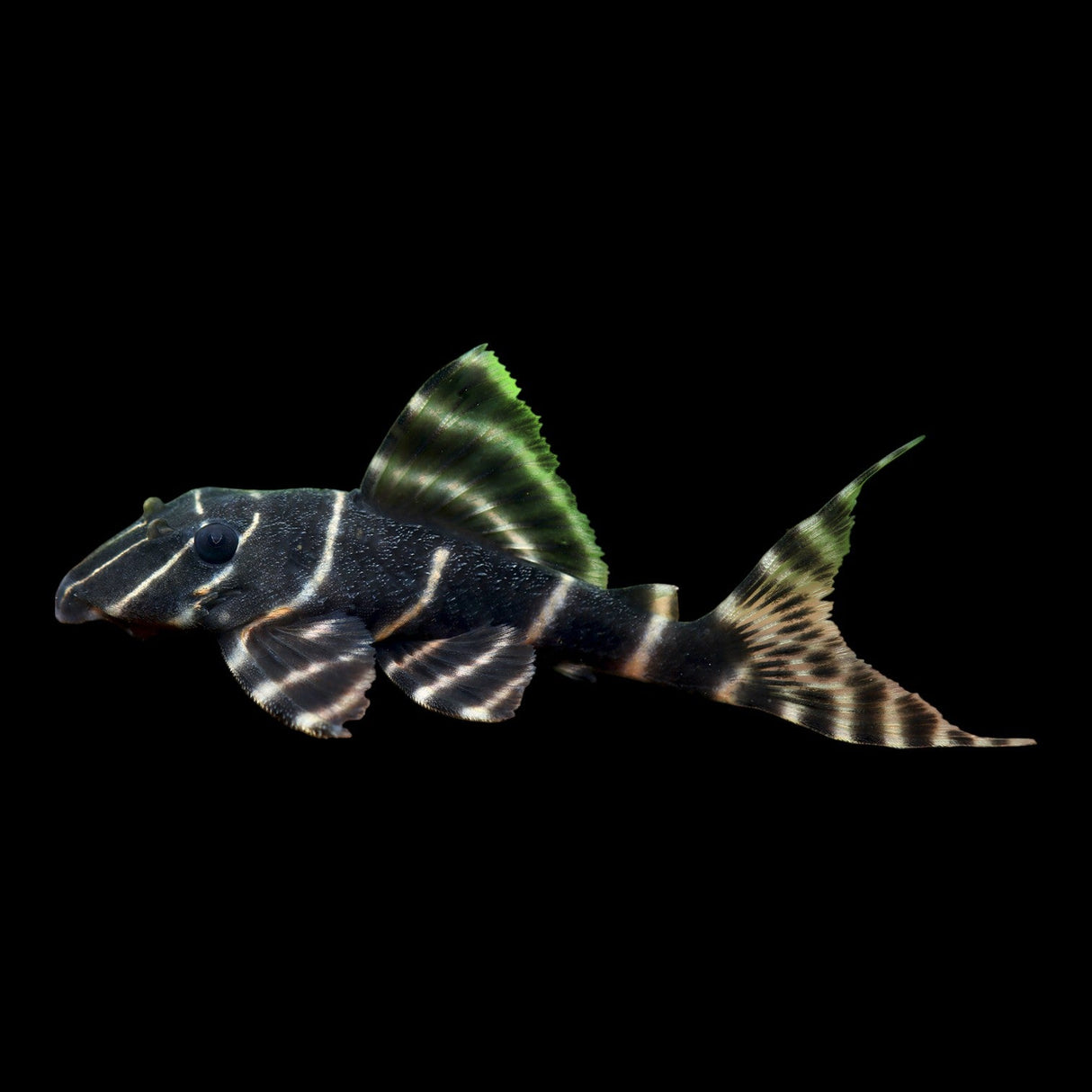 Flash Pleco (L204) - The Aquascape Shop