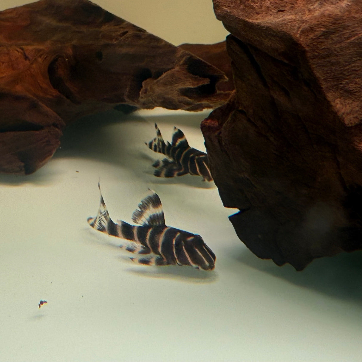 Flash Pleco (L204) - The Aquascape Shop