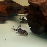 Flash Pleco (L204) - The Aquascape Shop