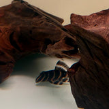 Flash Pleco (L204) - The Aquascape Shop
