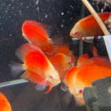 Fuji Red Discus - The Aquascape Shop