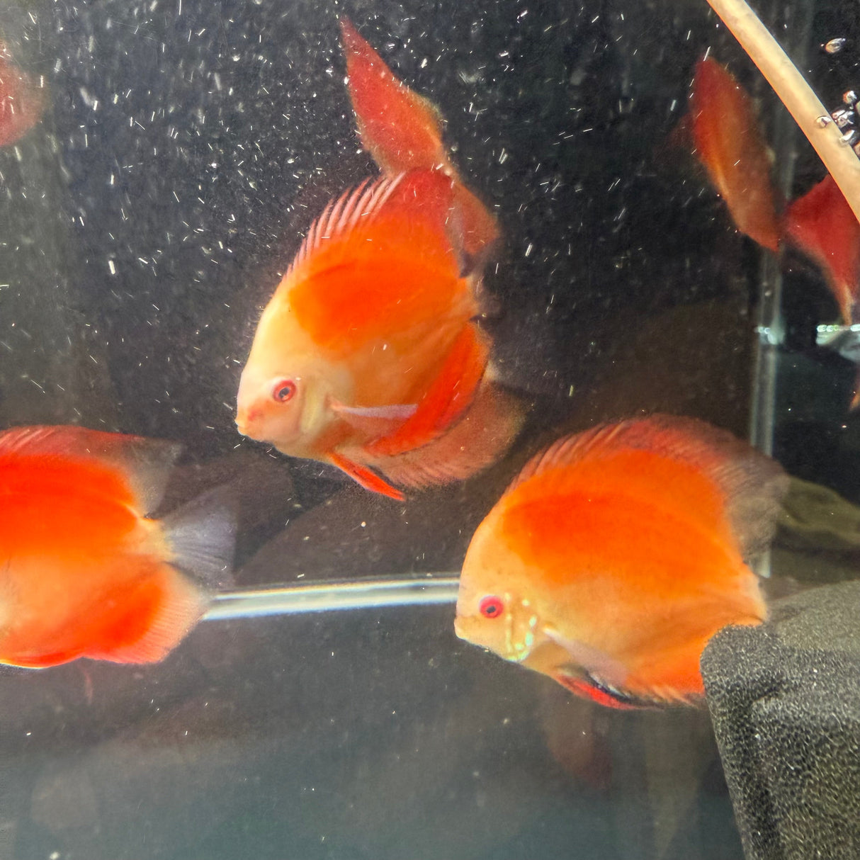 Fuji Red Discus - The Aquascape Shop
