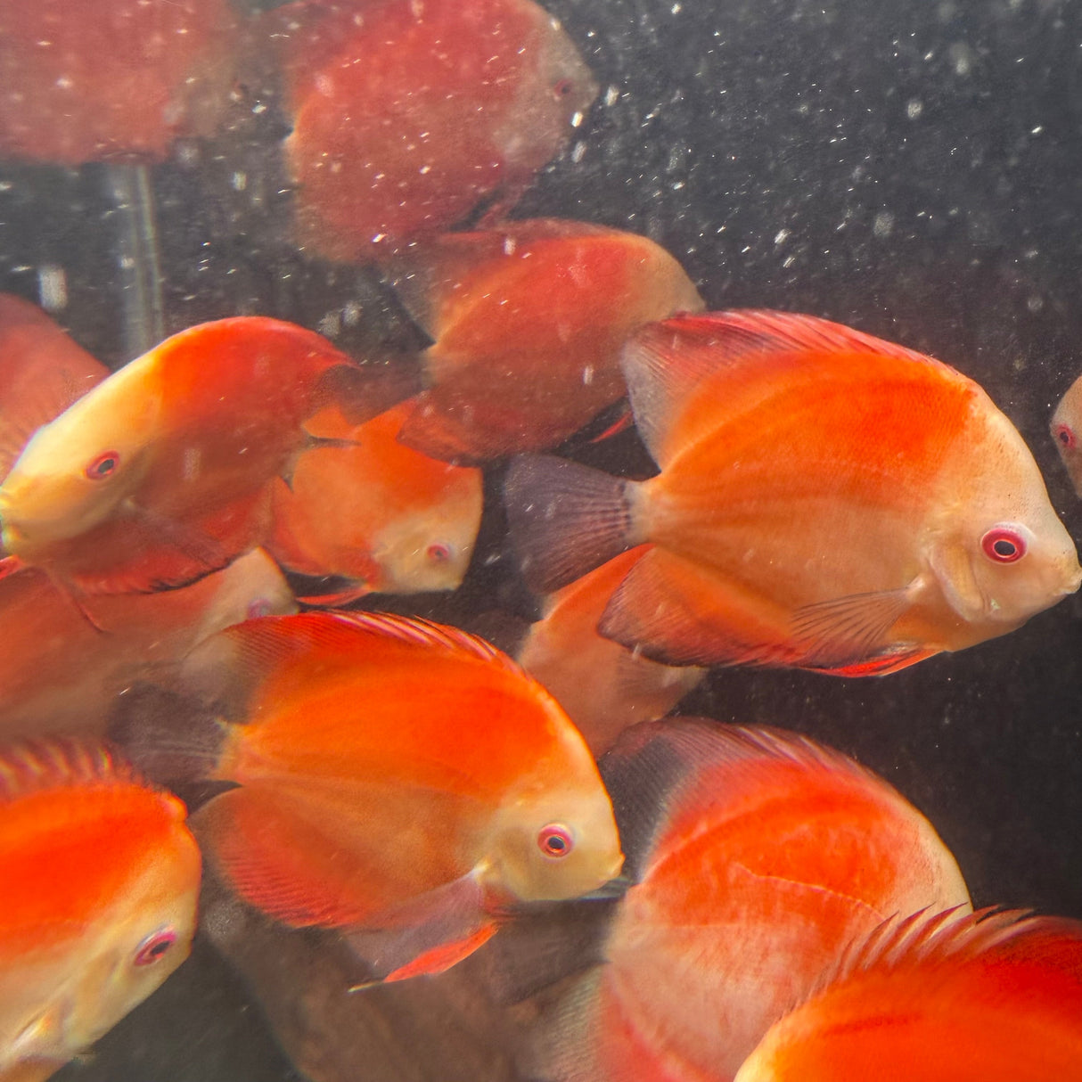 Fuji Red Discus - The Aquascape Shop