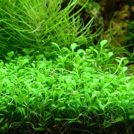 Glossostigma Elatinoides - The Aquascape Shop