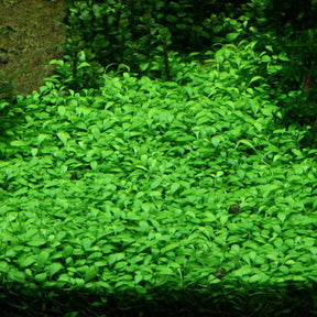 Glossostigma Elatinoides - The Aquascape Shop