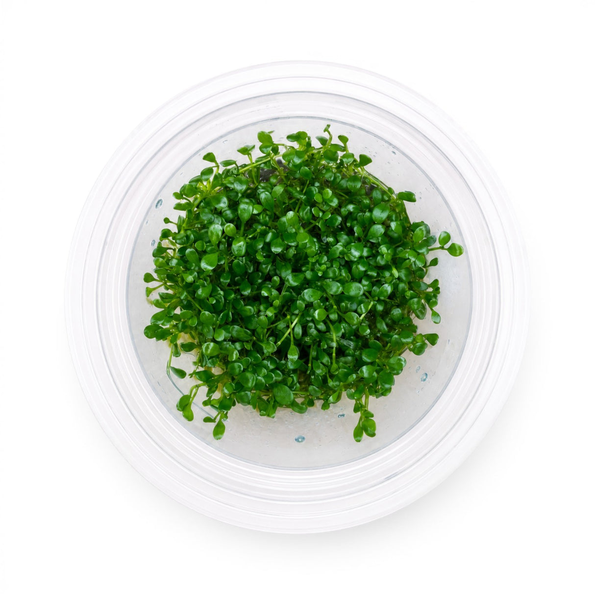 Top-down view of a Glossostigma elatinoides (Glosso) tissue culture cup, a foreground carpet plant
