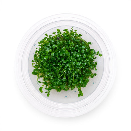 Top-down view of a Glossostigma elatinoides (Glosso) tissue culture cup, a foreground carpet plant