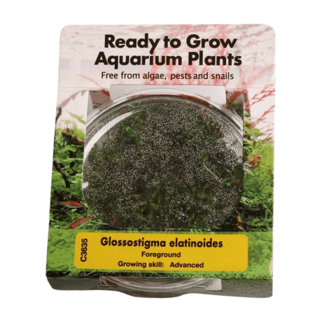 Glossostigma Elatinoides Tissue Culture - The Aquascape Shop